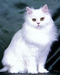 pic for Blanche, White Persian